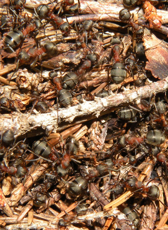 Lasius fuliginosus, Lasius cfr emarginatus, Formica gr. rufa